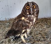 CORUJA MOCHO CORTADA