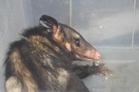 Sariguê-de-olho-preto