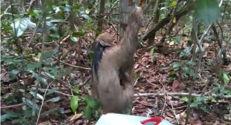 Bicho-preguiça-de-coleira