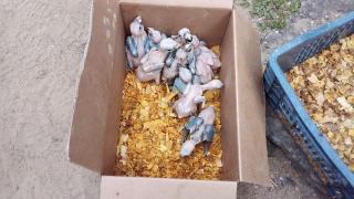 WhatsApp Image 2021-02-19 at 16.39.13 (2)