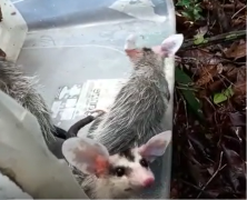 Sariguê de orelha branca 2