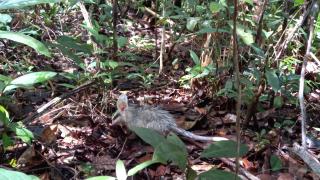 Sariguê-de-orelha-branca