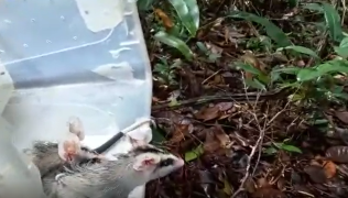 Sariguê de orelha branca