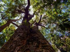 1632247656RPPNs_ajudam_a_preservar_as_florestas__Acervo_Bracell