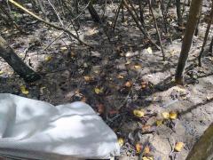 Operação Defeso 2022