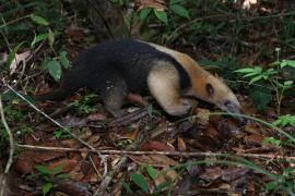 Soltura em ASAS Cachoeira 1