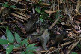 Soltura em ASAS Cachoeira 1