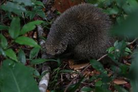 Soltura em ASAS Cachoeira 1