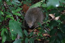Soltura em ASAS Cachoeira 1