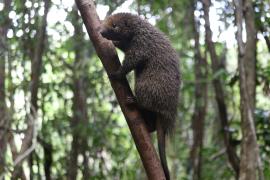 Soltura em ASAS Cachoeira 1