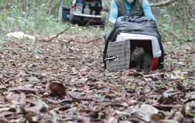 Soltura de felino - CETAS
