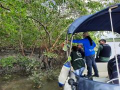 Caranguejo-uçá - Defeso - Andada 2022