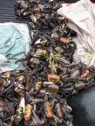 Caranguejo-uçá - Defeso - Andada 2022