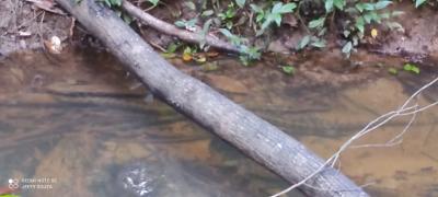 Soltura na reserva ambiental da Bracell