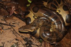 Soltura na reserva ambiental da Bracell - Foto: Acervo Bracell