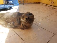 Frida em período de estabilização