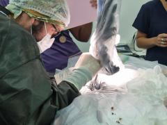 Cirurgia em Arara-azul-de-lear