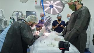Cirurgia em Arara-azul-de-lear