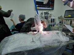 Cirurgia em Arara-azul-de-lear