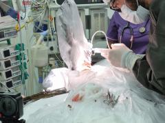 Cirurgia em Arara-azul-de-lear