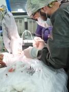 Cirurgia em Arara-azul-de-lear