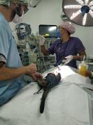 Cirurgia em Arara-azul-de-lear