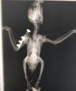 Cirurgia em Arara-azul-de-lear