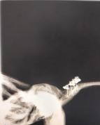 Cirurgia em Arara-azul-de-lear