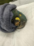 Cirurgia em Arara-azul-de-lear