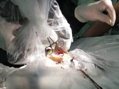 Cirurgia em Arara-azul-de-lear