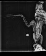 Cirurgia em Arara-azul-de-lear