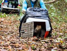 miniatura_soltura_gato_mourisco-1