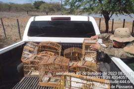 Apreensão de Pássaros