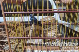 Apreensão de Pássaros