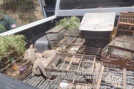 Op._Arara-Kuara_Raso Catarina_Jeremoabo