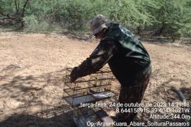 Op. Arara-Kuara_Abare_SolturaPassaros