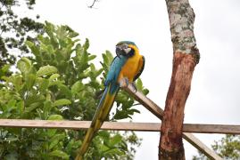 ararinha-azul-_Parque-Estadual-das-Sete-Passagens