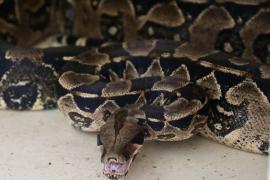 CETAS (1) - Matheus Lemos