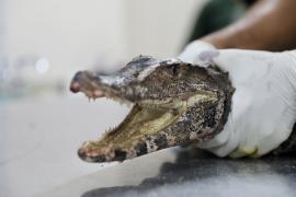 CETAS (2) - Matheus Lemos