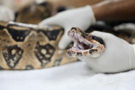 CETAS (3) - Matheus Lemos