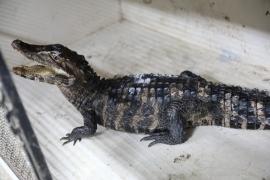 CETAS (5) - Matheus Lemos