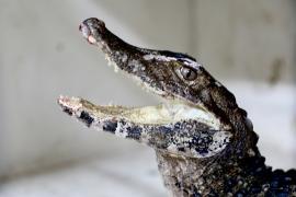 CETAS (6) - Matheus Lemos