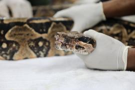 CETAS (7) - Matheus Lemos