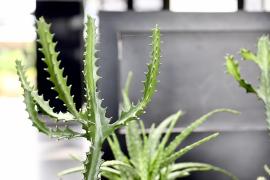 Exposição Caatinga (17)