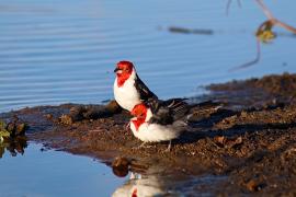 WhatsApp Image 2025-05-29 at 10.25.11