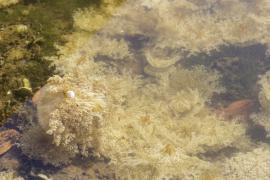 Tiago Junior - Ascom Sema/Inema