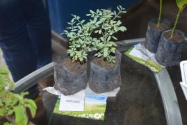 1543002805Inauguracao_horta_PGE_23112018_043