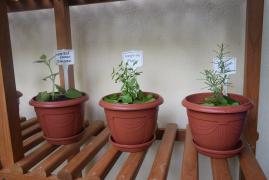 1543002924Inauguracao_horta_PGE_23112018_086