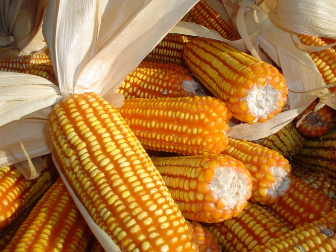 Produtos da agricultura familiar trazem qualidade, tradição e sabor para as festas juninas