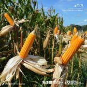 Economia baiana cresce 1,1% no primeiro trimestre de 2023